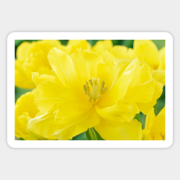 Tulipa  &#39;Monte Carlo&#39;  AGM  Double Early Tulip Sticker by chrisburrows